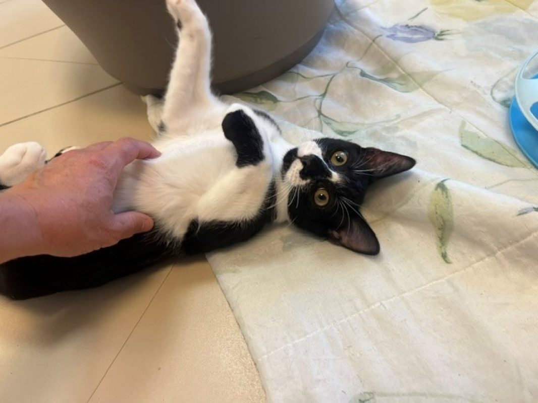 Spirit - Chat Européen à adopter