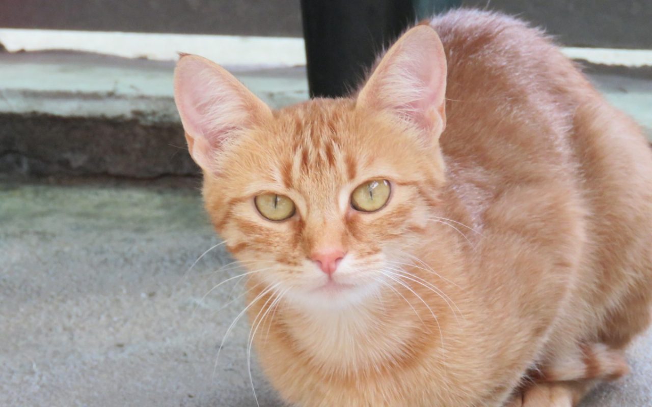 Moon - Chat Européen à adopter