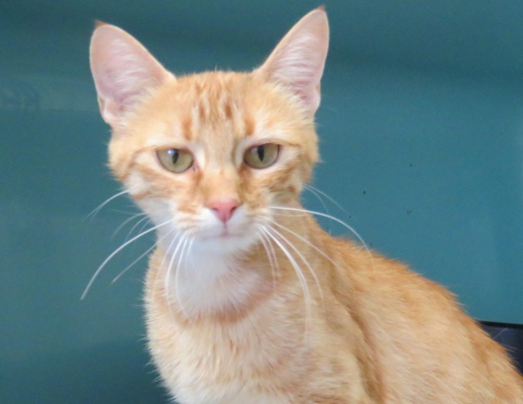 Moon - Chat Européen à adopter - photo 2
