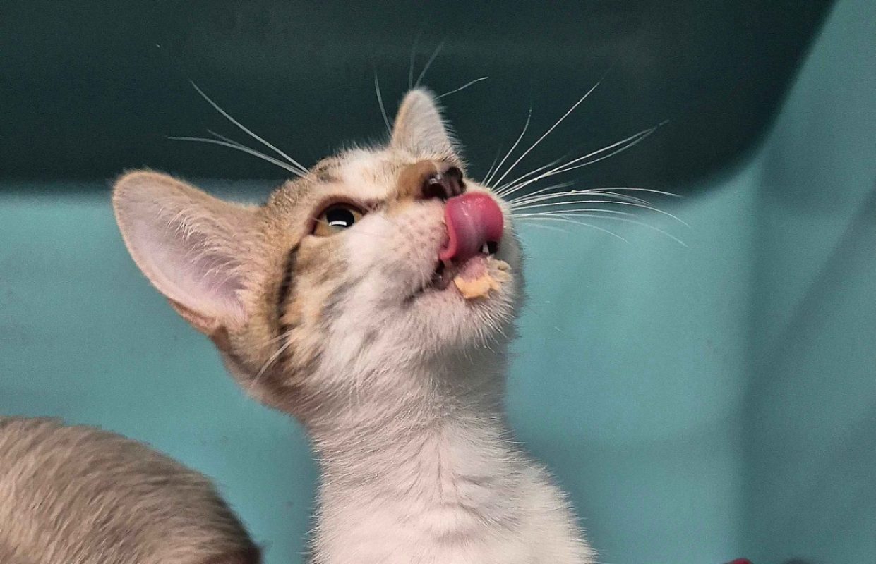 Chai - Chat Européen à adopter