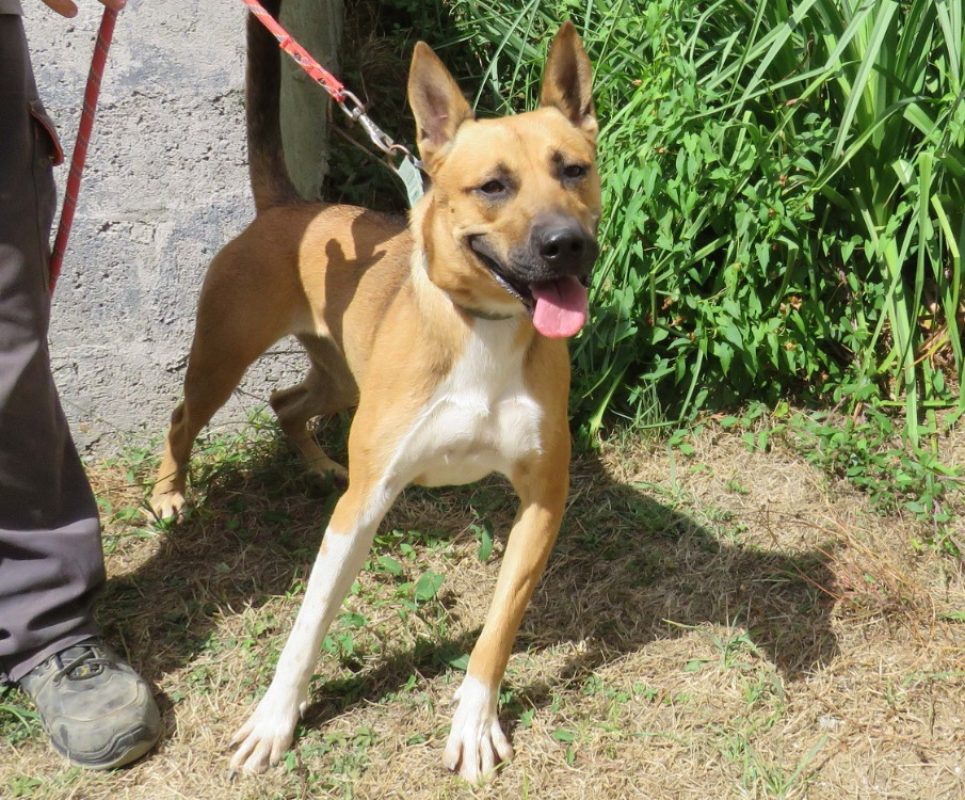 Eika - Chien Berger à adopter - photo 2