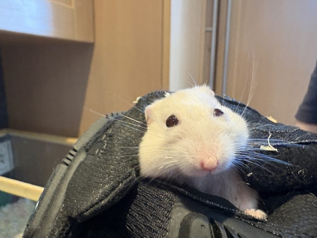 Touk - Rongeur Hamster à adopter