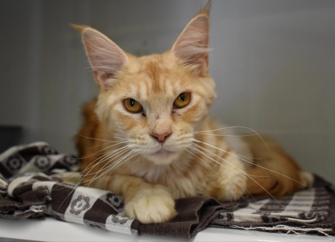 Sundae - Chat Européen à adopter