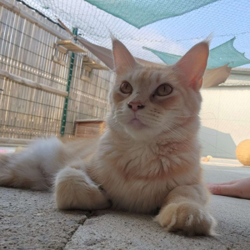 Sundae - Chat Européen à adopter - photo 2