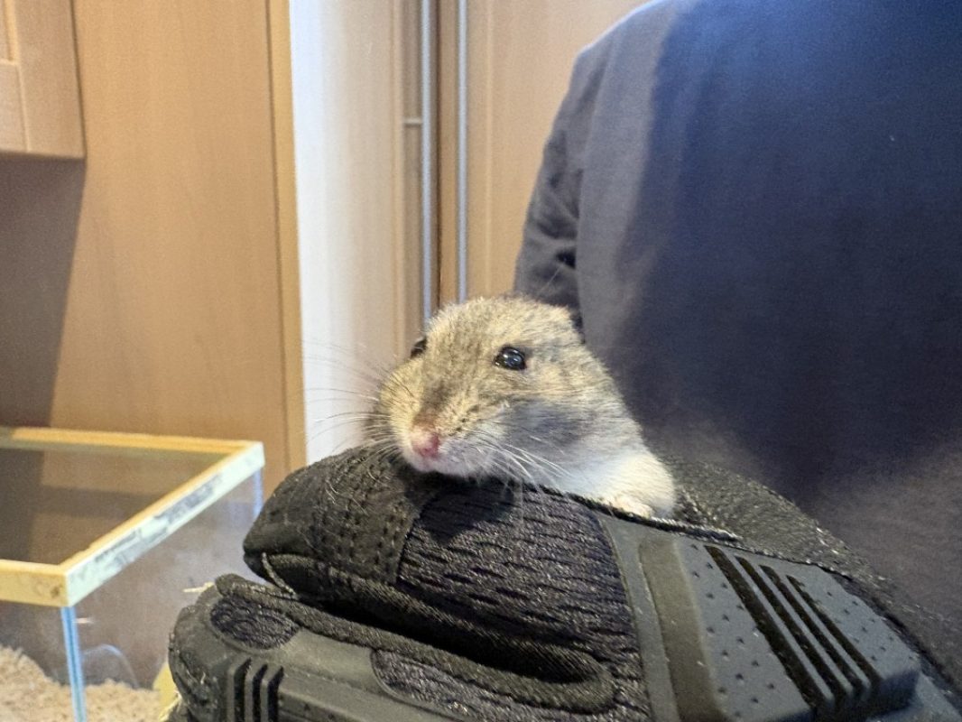Hulk - Rongeur Hamster à adopter