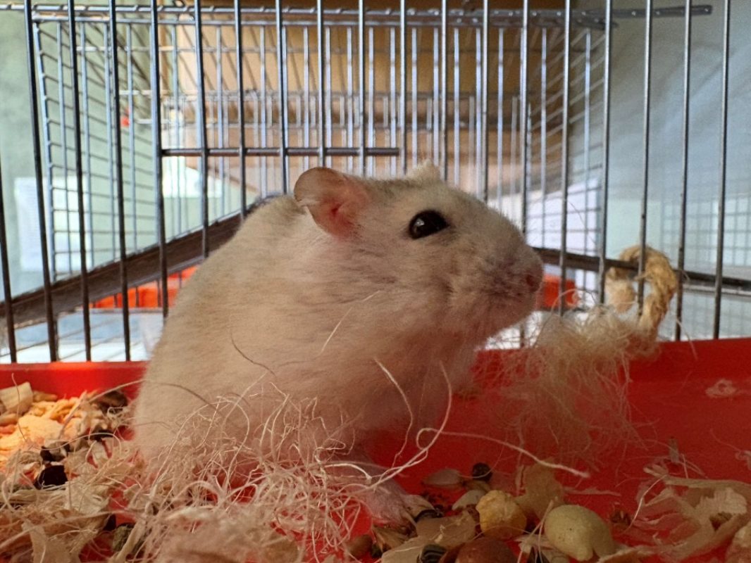 Bidiboum - Rongeur Hamster à adopter