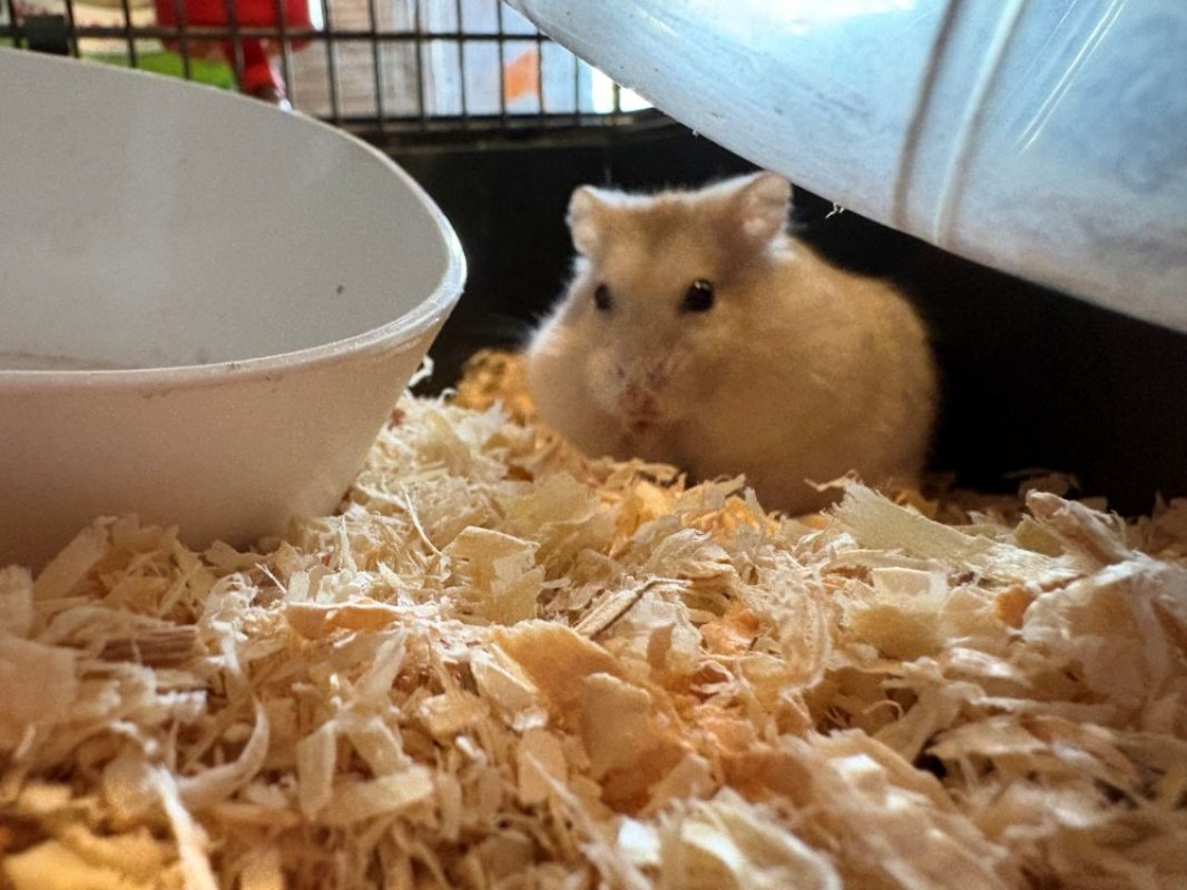 Bidibam - Rongeur Hamster à adopter