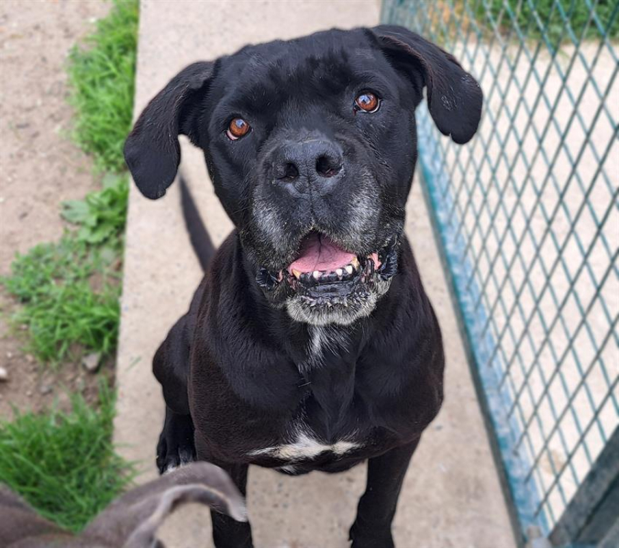 Nala - Chien Cane Corso à adopter