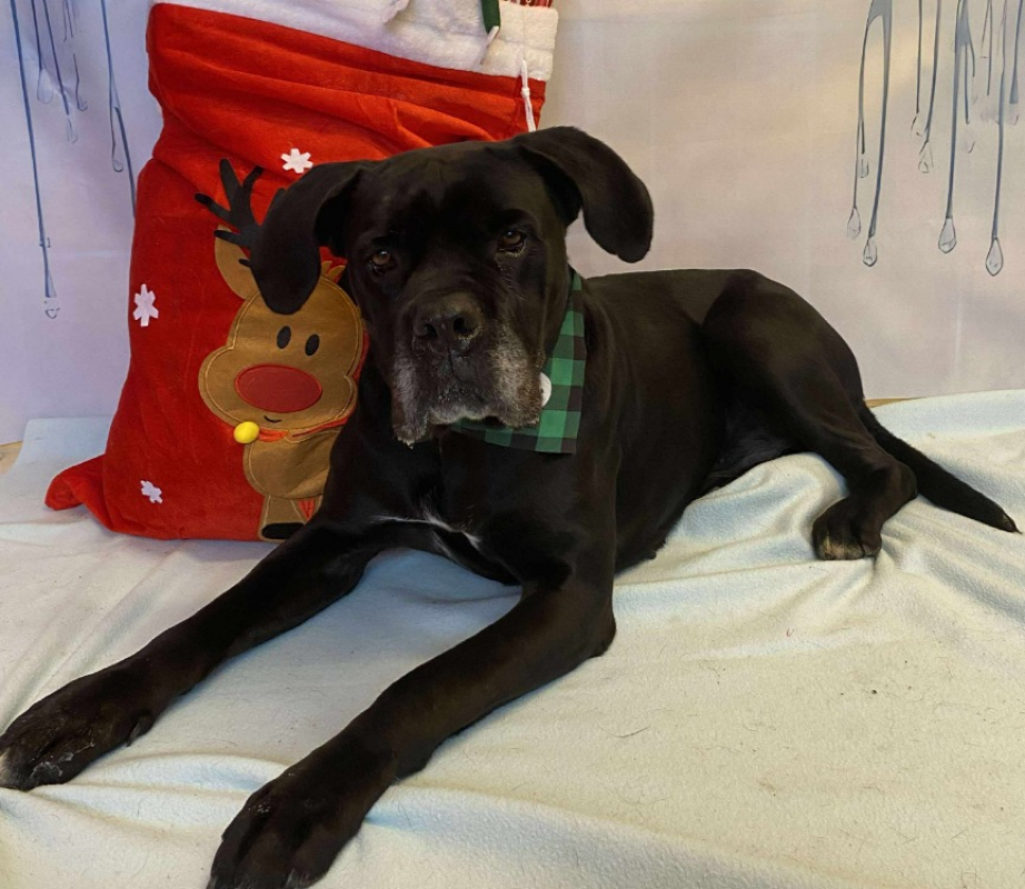 Nala - Chien Cane Corso à adopter - photo 2