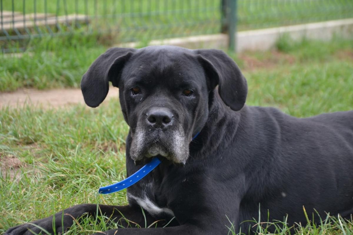 Nala - Chien Cane Corso à adopter - photo 3