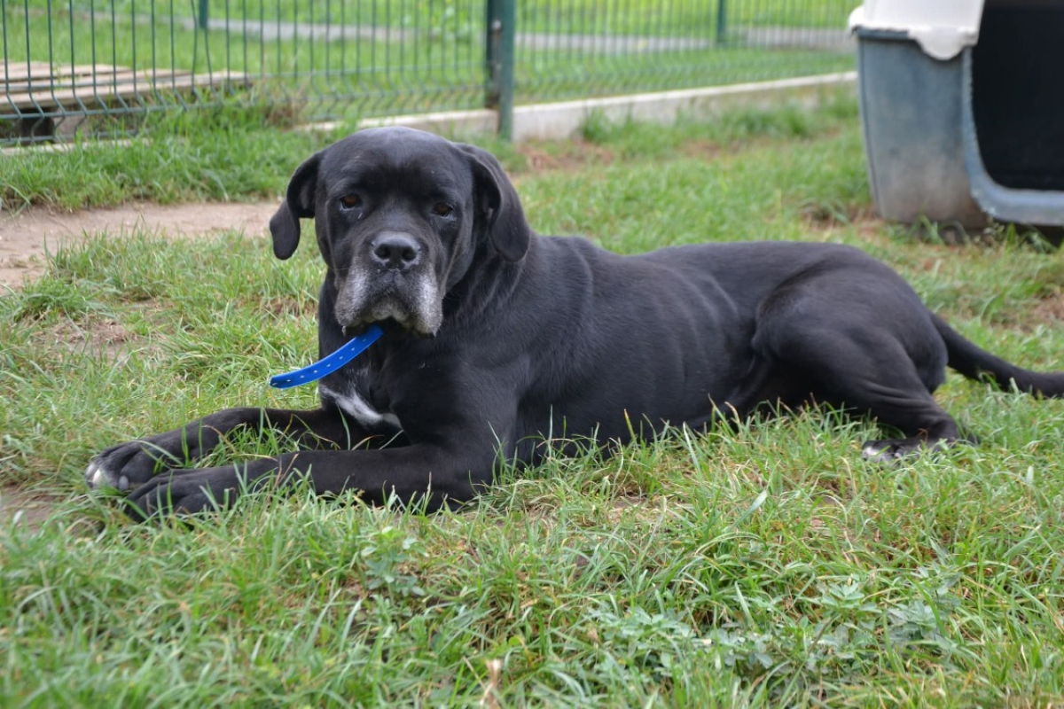 Nala - Chien Cane Corso à adopter - photo 4