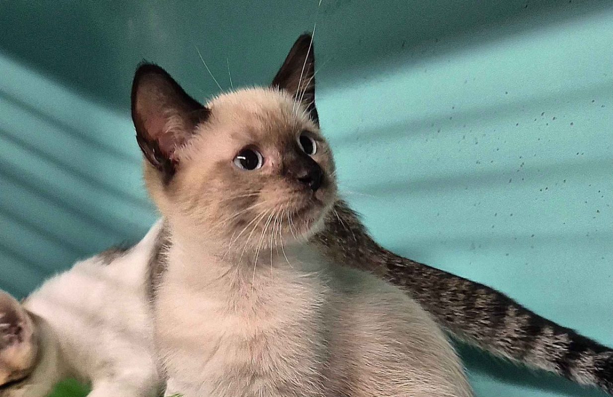 Ploy - Chat Européen à adopter