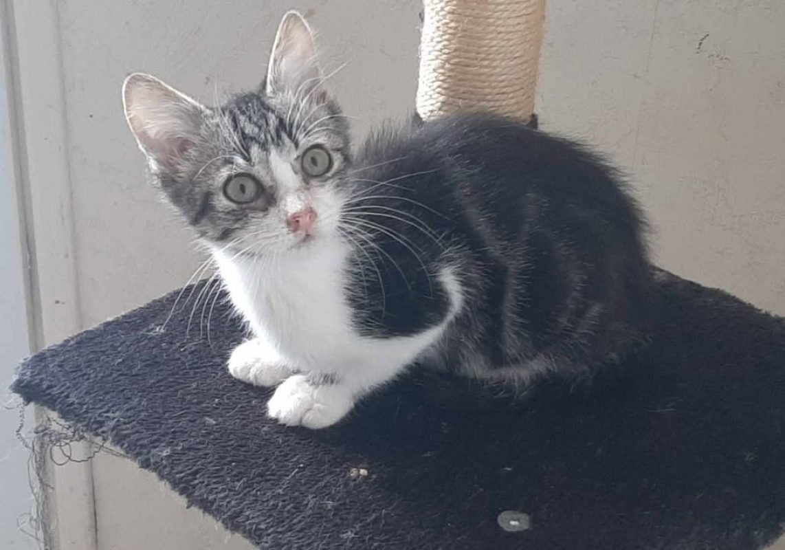 Wally - Chat Européen à adopter