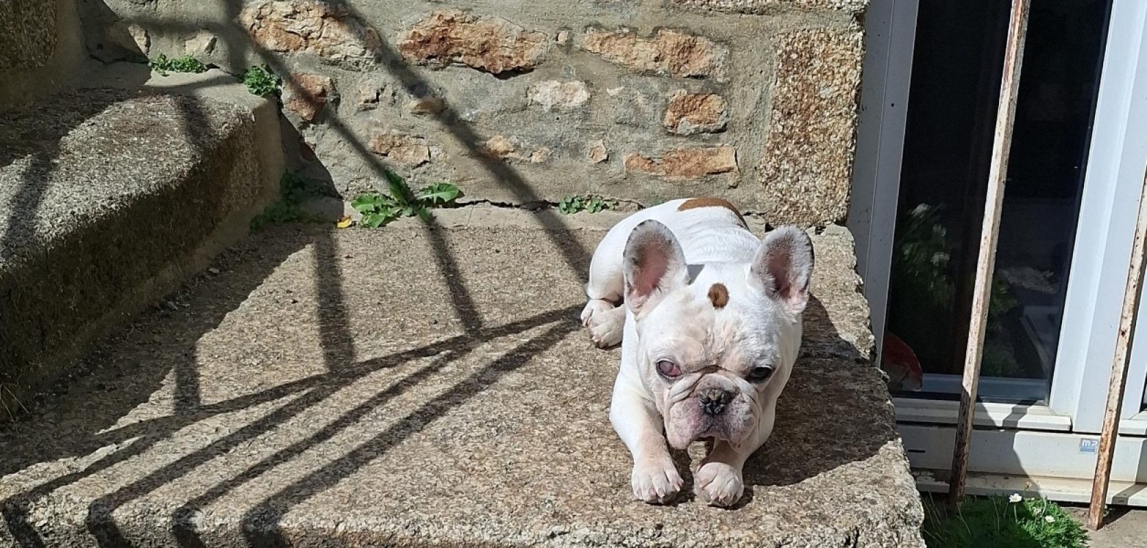 Nino - Chien Bouledogue Français à adopter