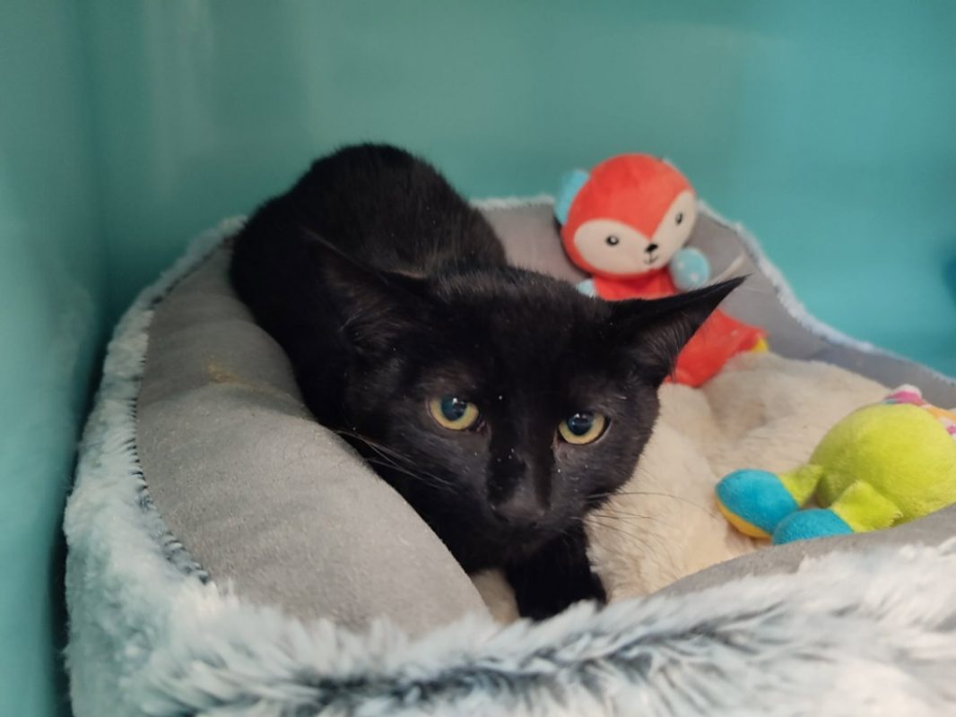 Robb - Chat Européen à adopter