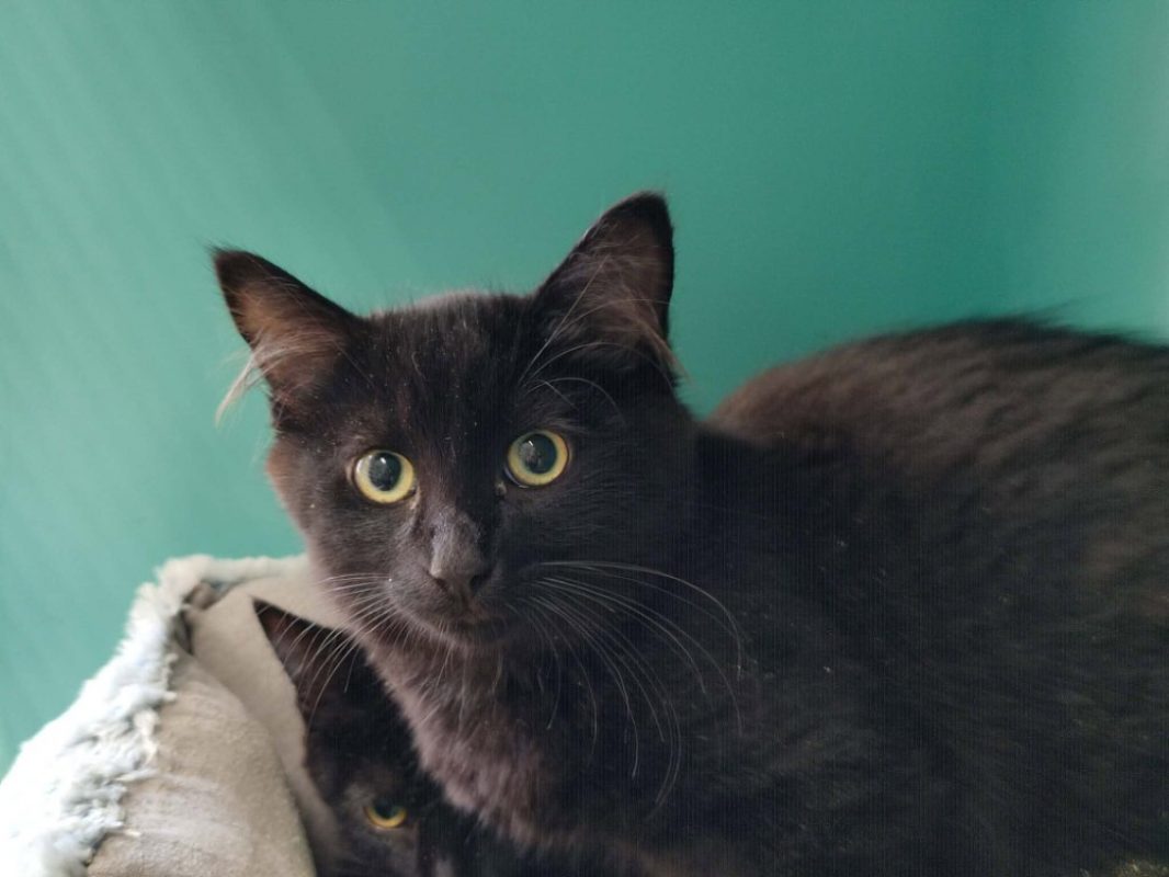 Tyrion - Chat Européen à adopter