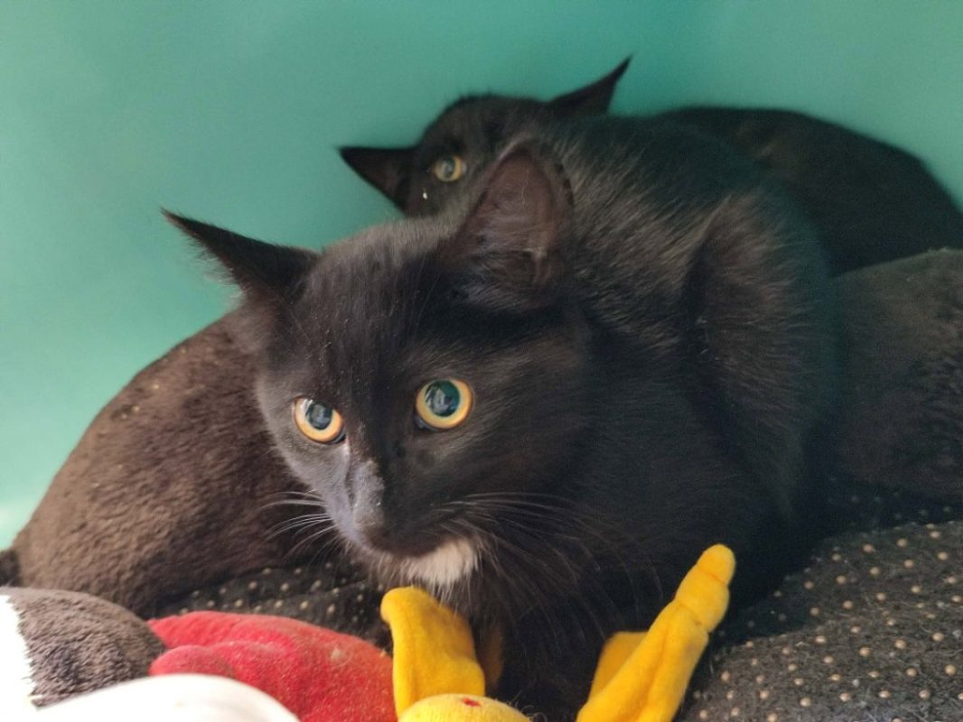 Lannister - Chat Européen à adopter