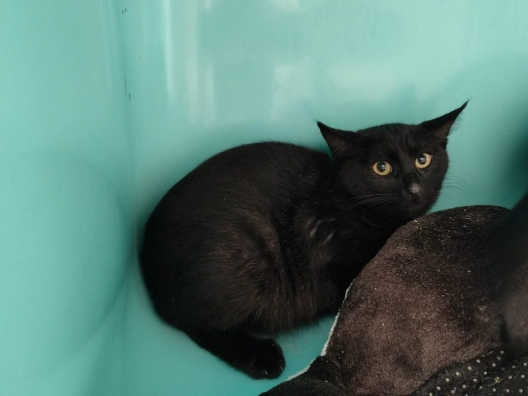 Stark - Chat Européen à adopter