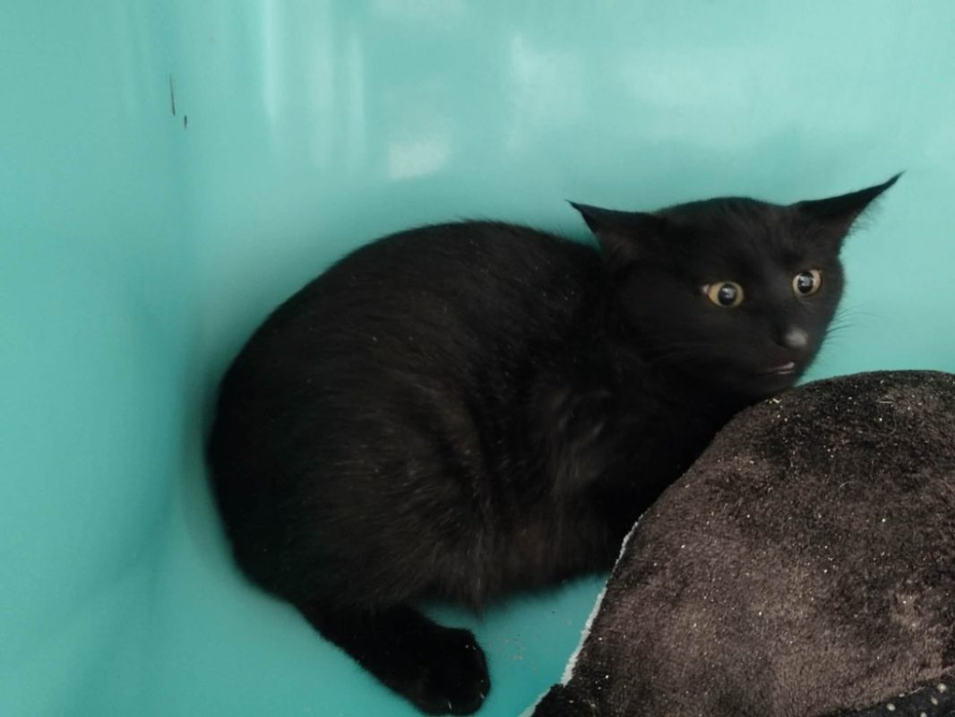 Stark - Chat Européen à adopter - photo 2