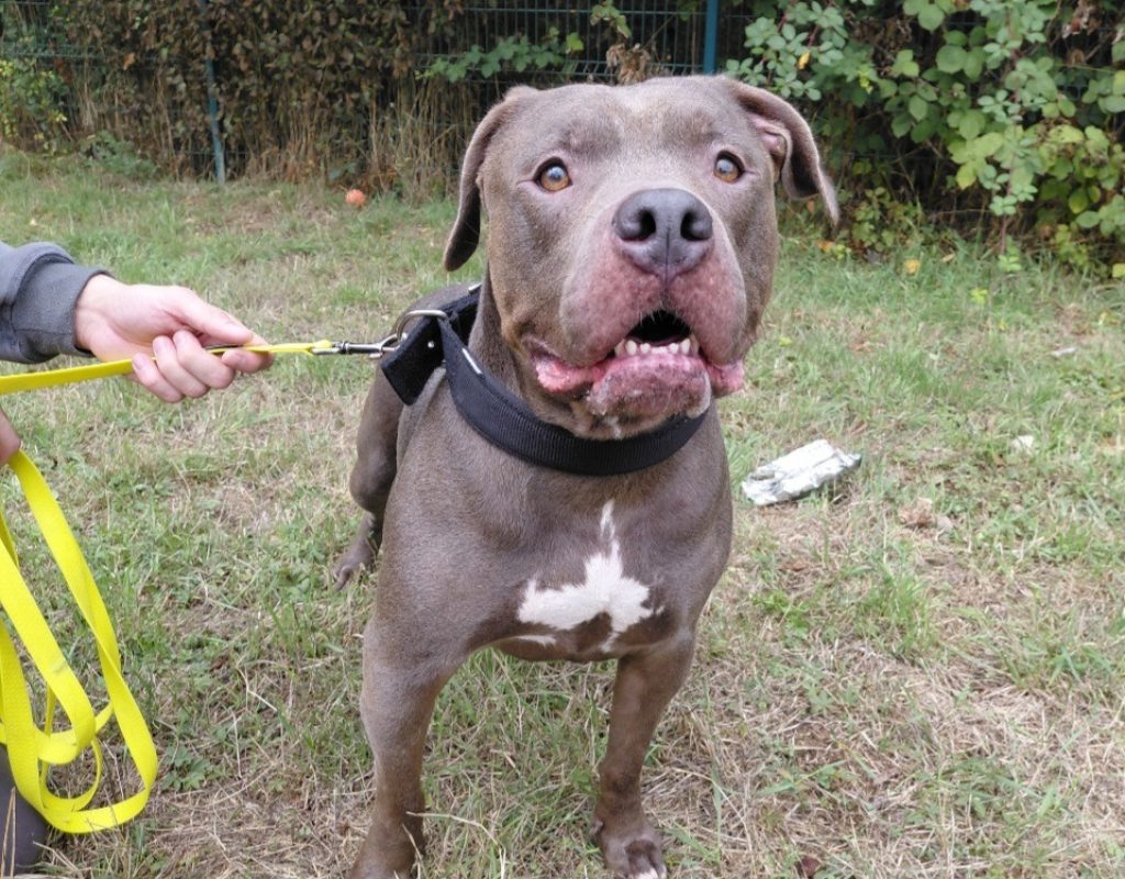 Dora - Chien American Bully à adopter