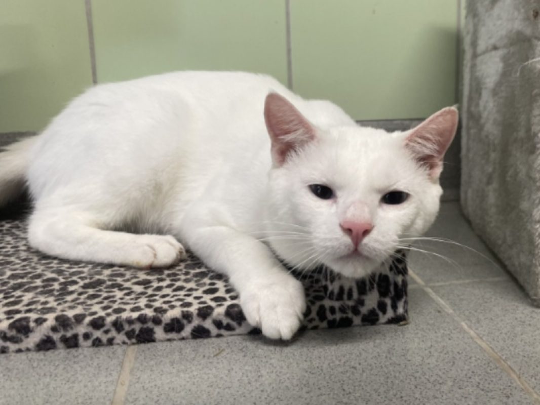 Silver - Chat Européen à adopter