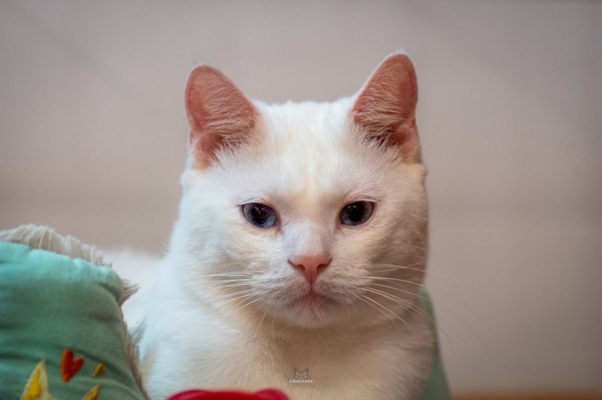 Silver - Chat Européen à adopter