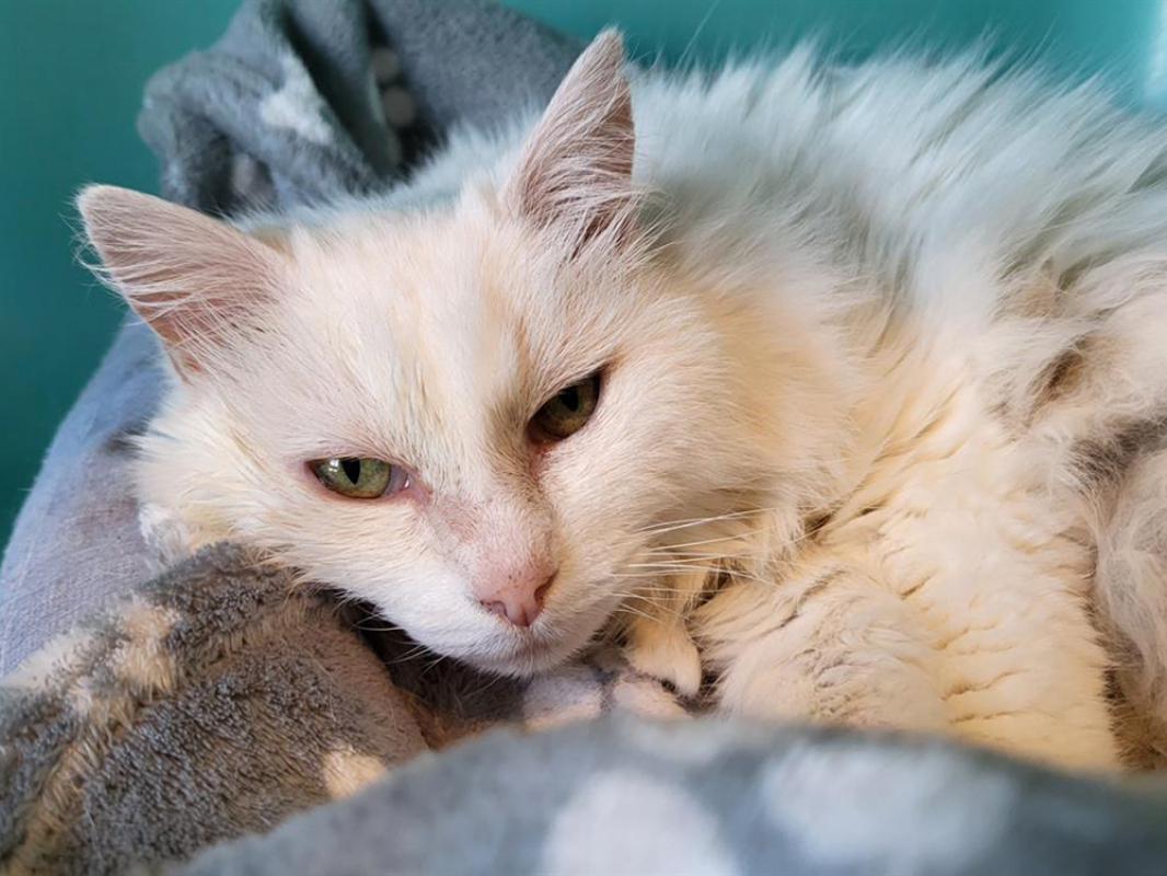Blanche - Chat Européen à adopter