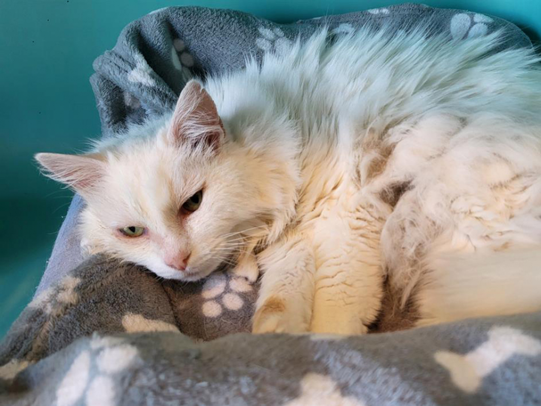 Blanche - Chat Européen à adopter - photo 2