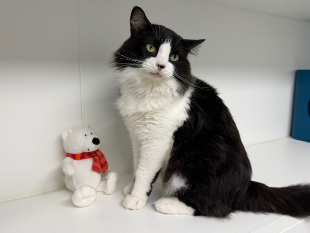 Wilson - Chat Européen à adopter