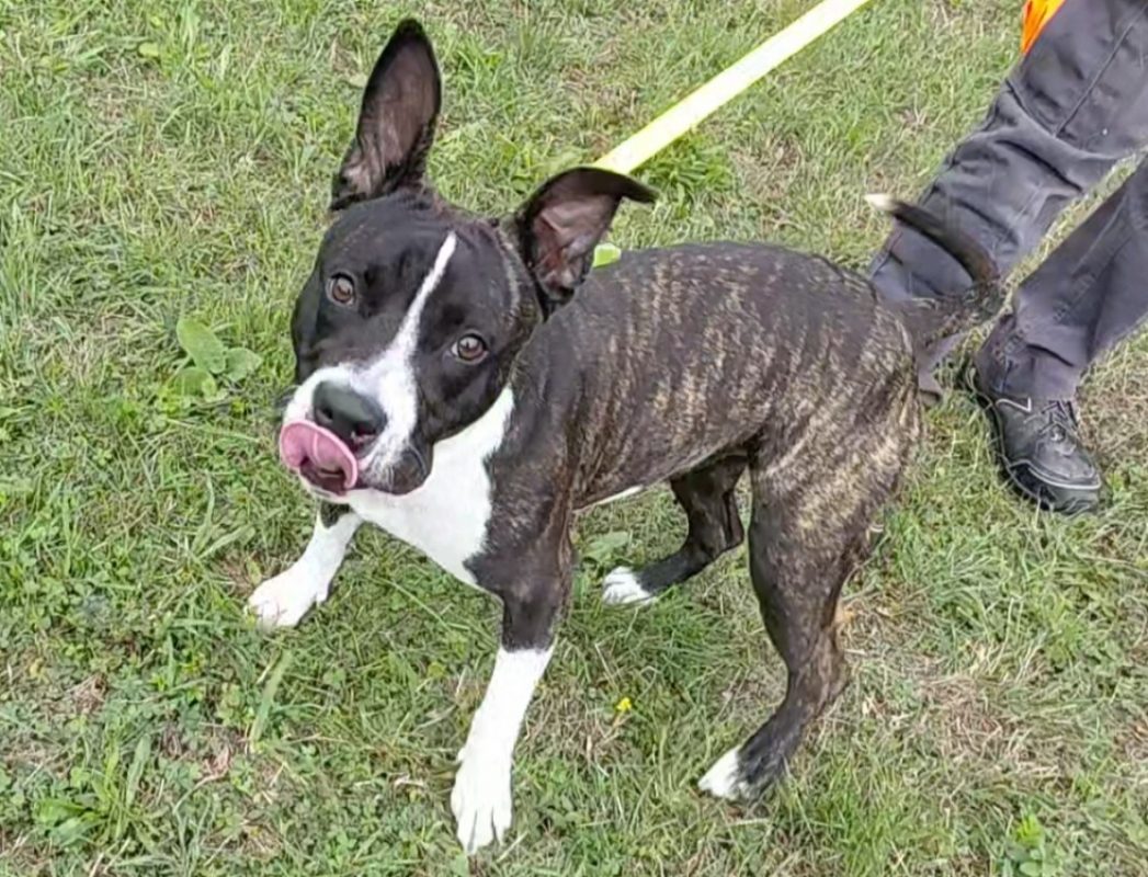 Altesse - Chien à adopter