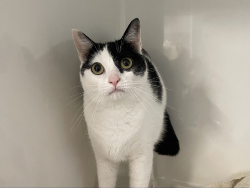 Volta - Chat Européen à adopter