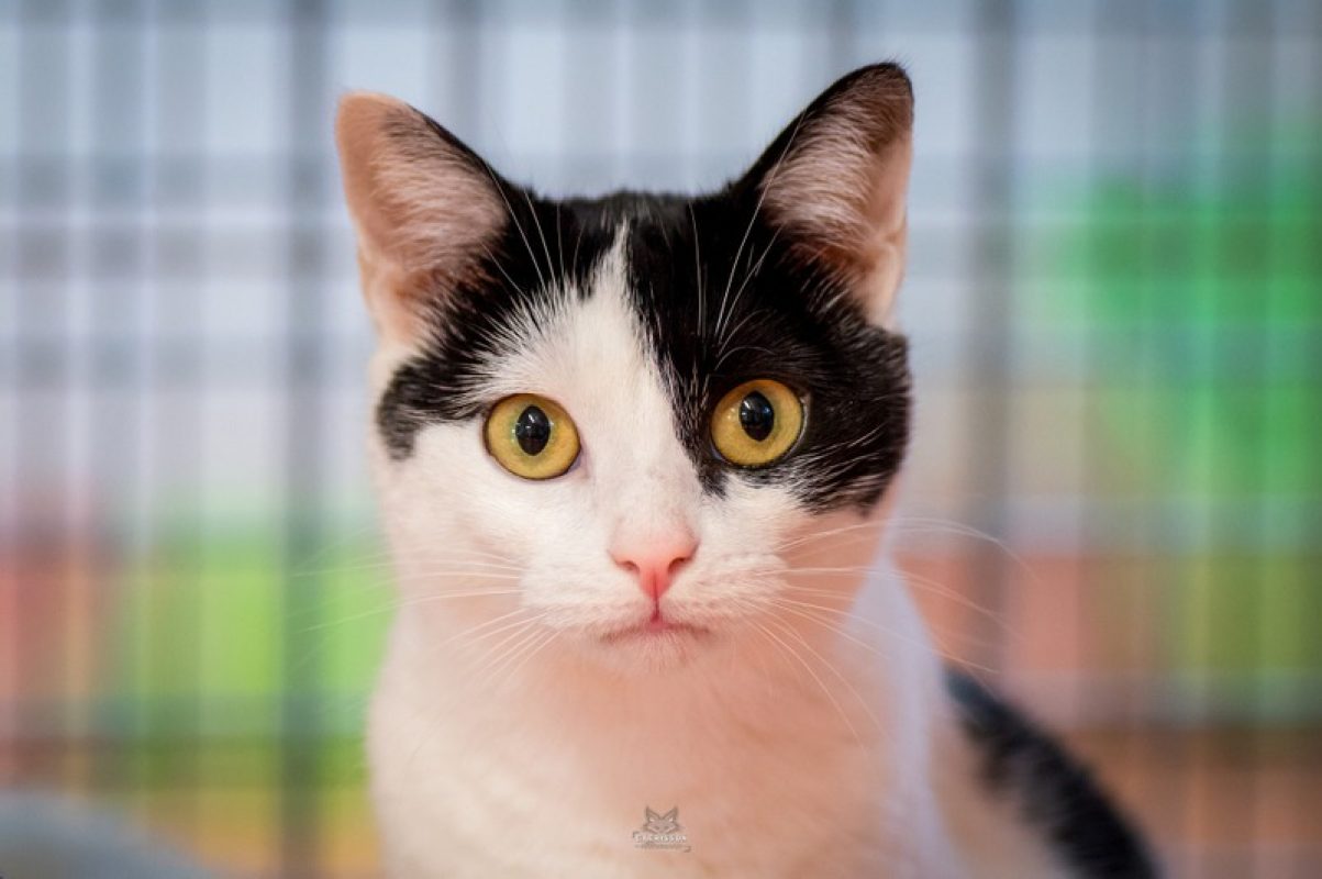 Volta - Chat Européen à adopter