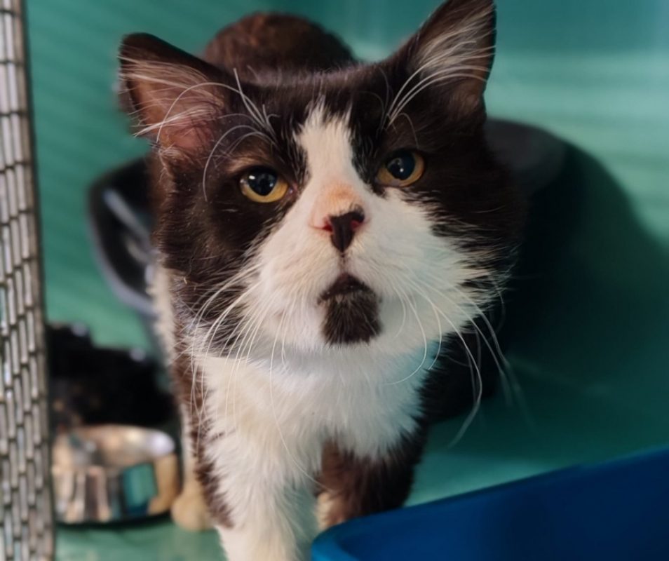 Merlin - Chat Européen à adopter