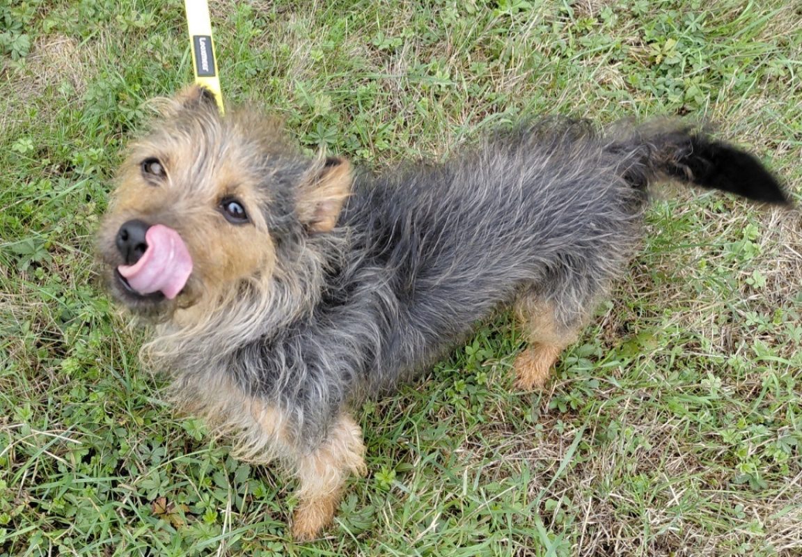 Bob - Chien à adopter