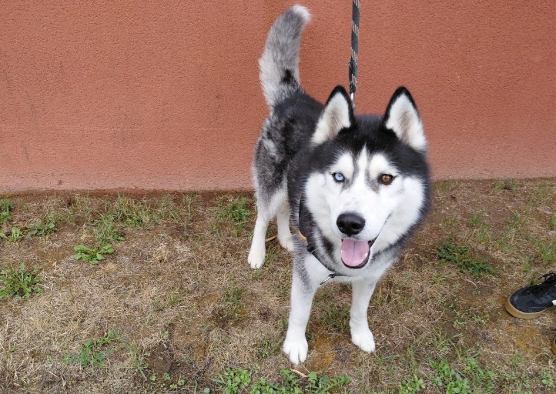 Togo - Chien Husky Sibérien à adopter