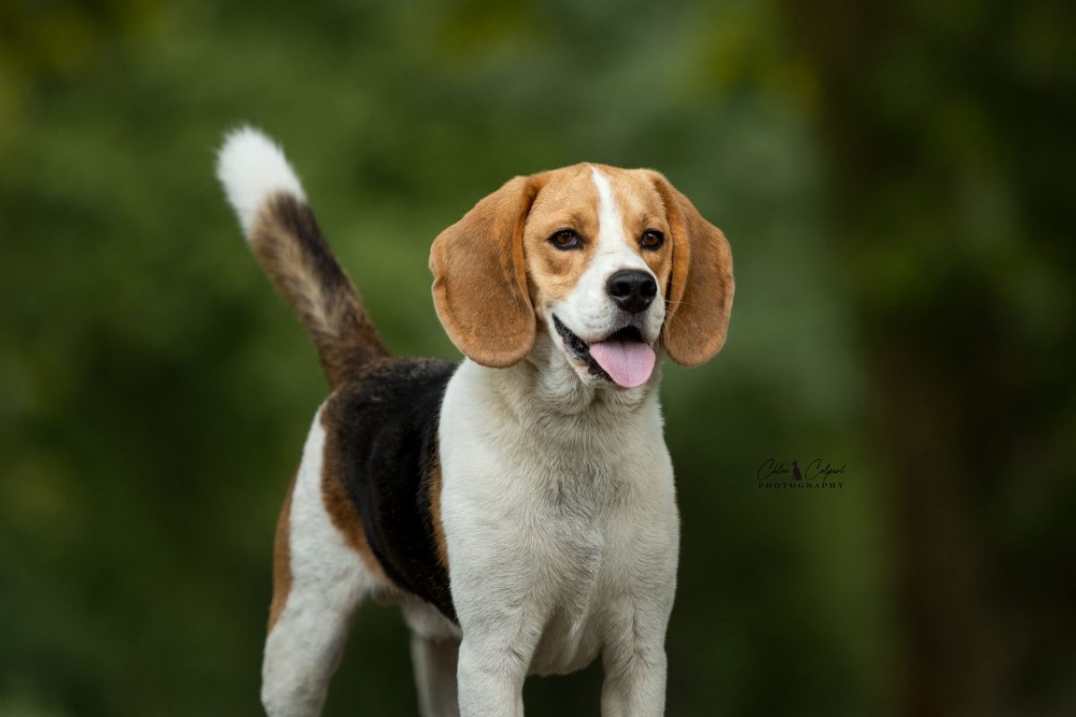 Tatum - Chien Beagle à adopter