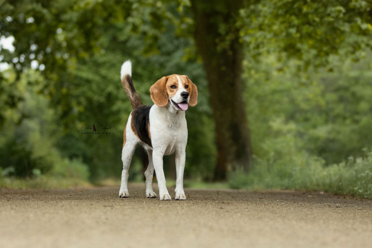 Tatum - Chien Beagle à adopter - photo 2