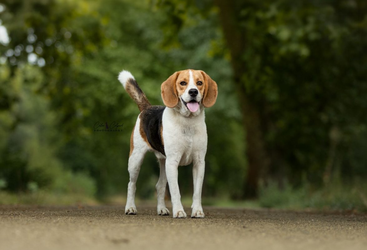 Tatum - Chien Beagle à adopter - photo 3