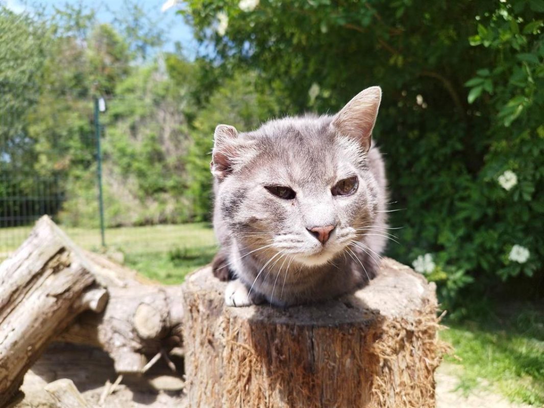 Luigi - Chat Européen à adopter