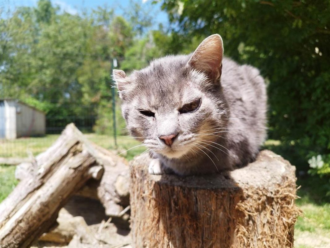Luigi - Chat Européen à adopter - photo 2