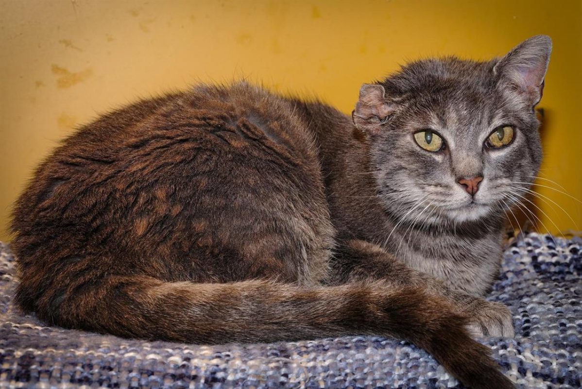 Luigi - Chat Européen à adopter - photo 3