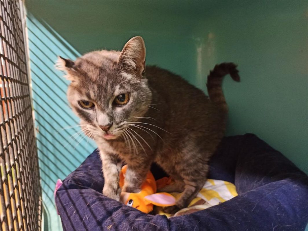 Luigi - Chat Européen à adopter - photo 4