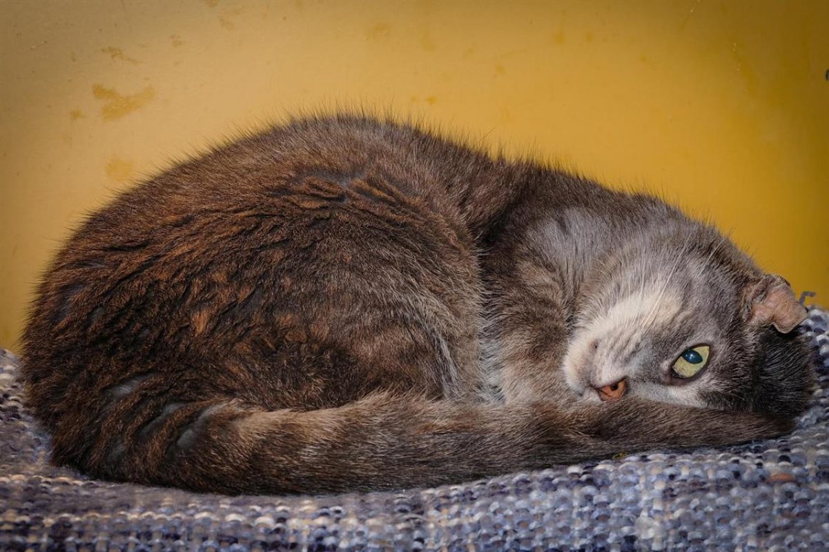 Luigi - Chat Européen à adopter - photo 5