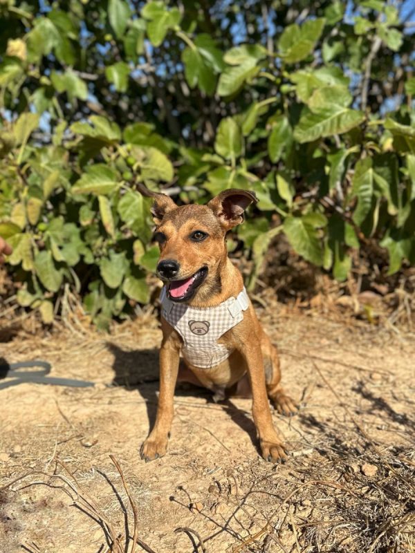 TITO - Chien à adopter - photo 3