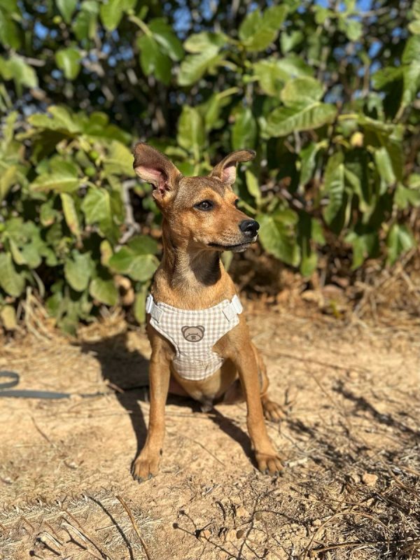 TITO - Chien à adopter - photo 2