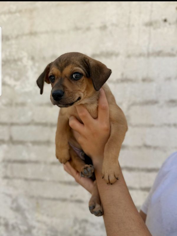 TITO - Chien à adopter