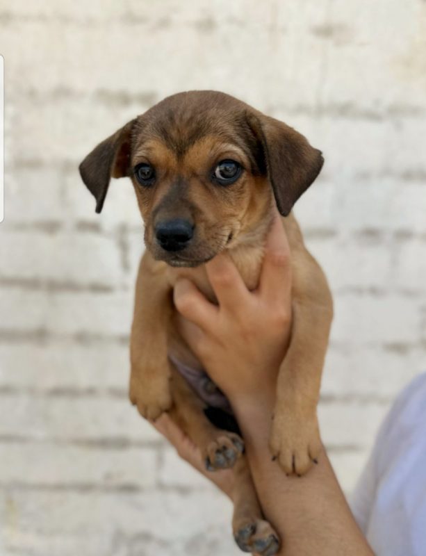 TITO - Chien à adopter - photo 2