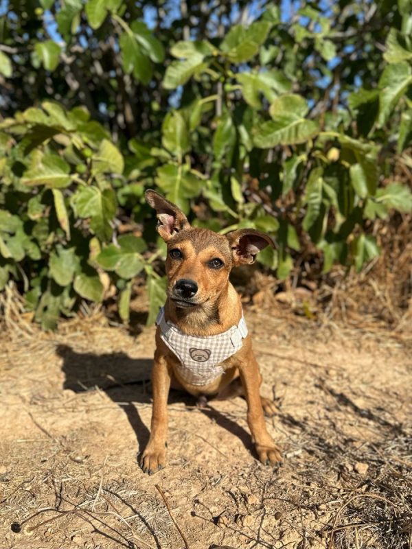 TITO - Chien à adopter