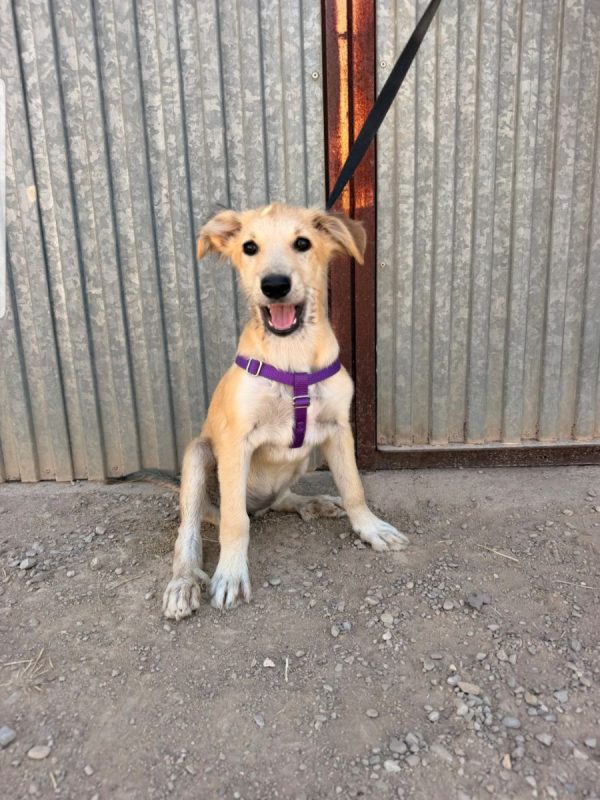 LOTTE - Chien à adopter - photo 2