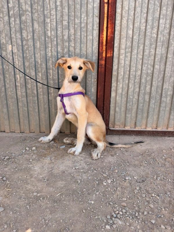 LOTTE - Chien à adopter - photo 3